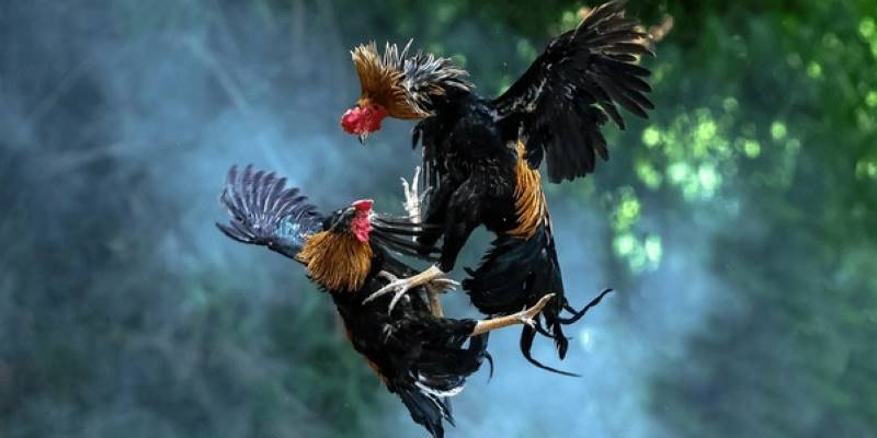 Nội quy thời gian đá gà chọi cơ bản