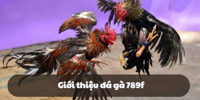 Đá gà 789F diễn ra các trận chiến vô cùng kịch tính