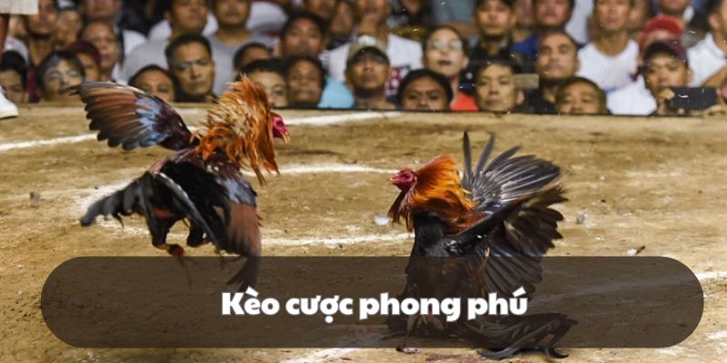 Đá gà 789F hấp dẫn người chơi nhiều sảnh cược