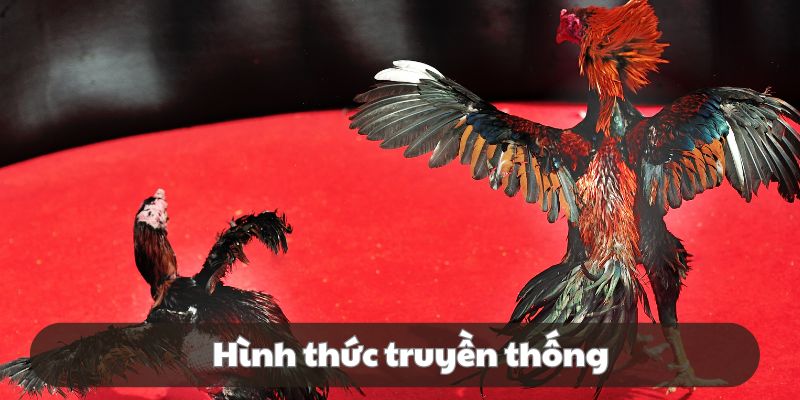 Chọi kê cựa dao là trận chiến diễn ra rất căng thẳng