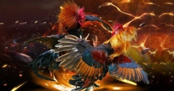 Nội Quy Đá Gà Chọi - Quy Tắc Chung Của Mọi Trận Đấu