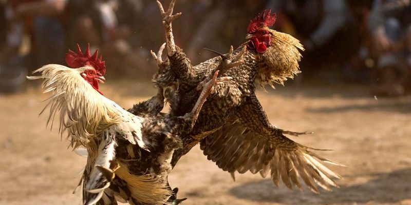 Khái niệm cơ bản về gà tơ vỡ đòn là gì?