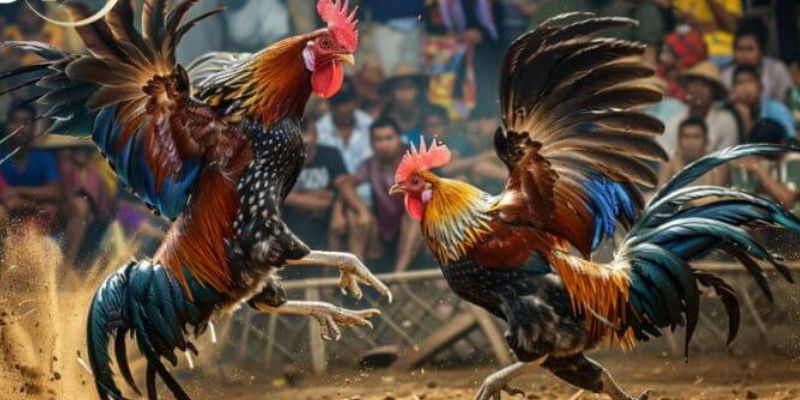 Các thế đá phổ biến của gà đòn
